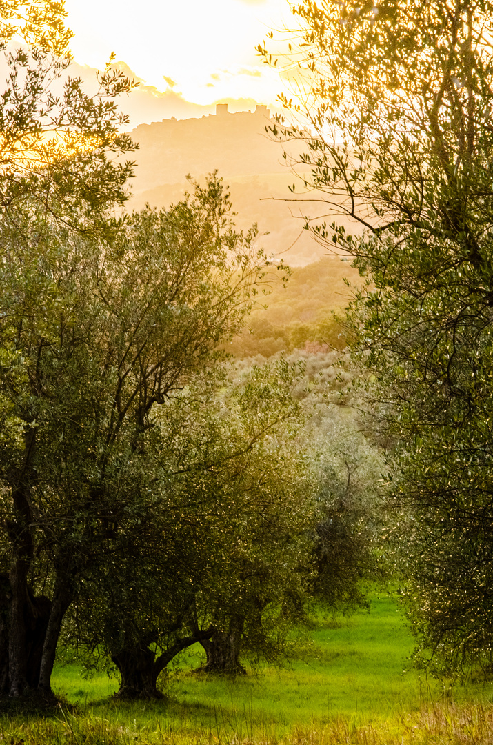 Sonnenuntergang im Olivenhain