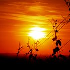 Sonnenuntergang im Ortenauer Weinberg!