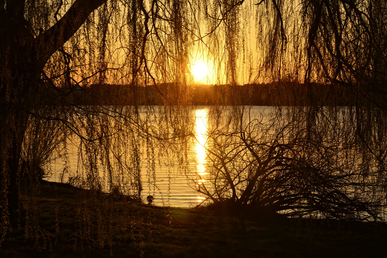 Sonnenuntergang im Park Babelsberg