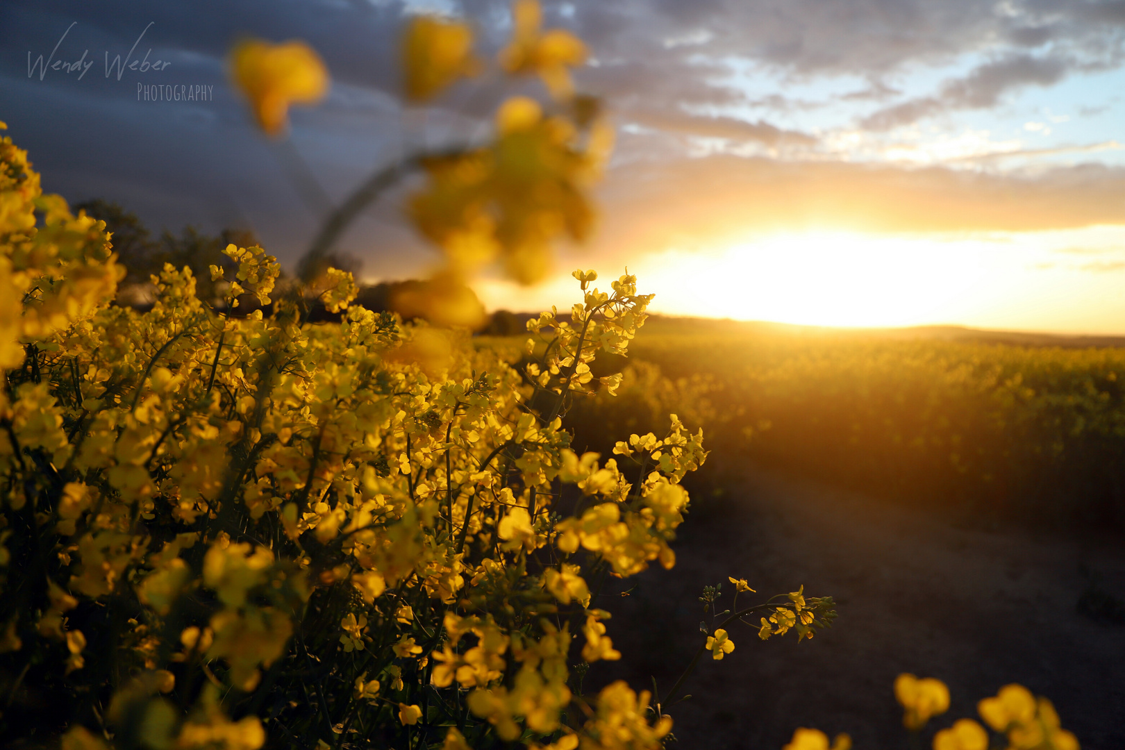 ...Sonnenuntergang im Raps...