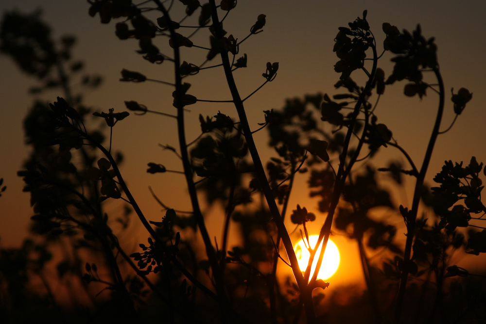 Sonnenuntergang im Rapsfeld