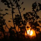 Sonnenuntergang im Rapsfeld