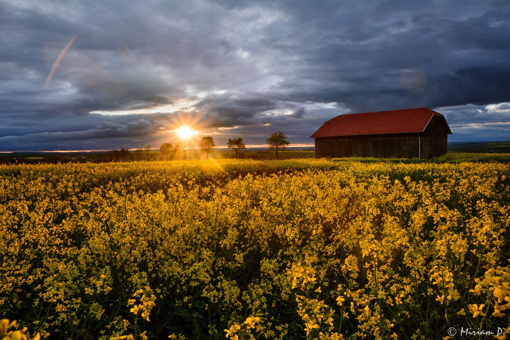 Sonnenuntergang im Rapsfeld