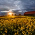 Sonnenuntergang im Rapsfeld