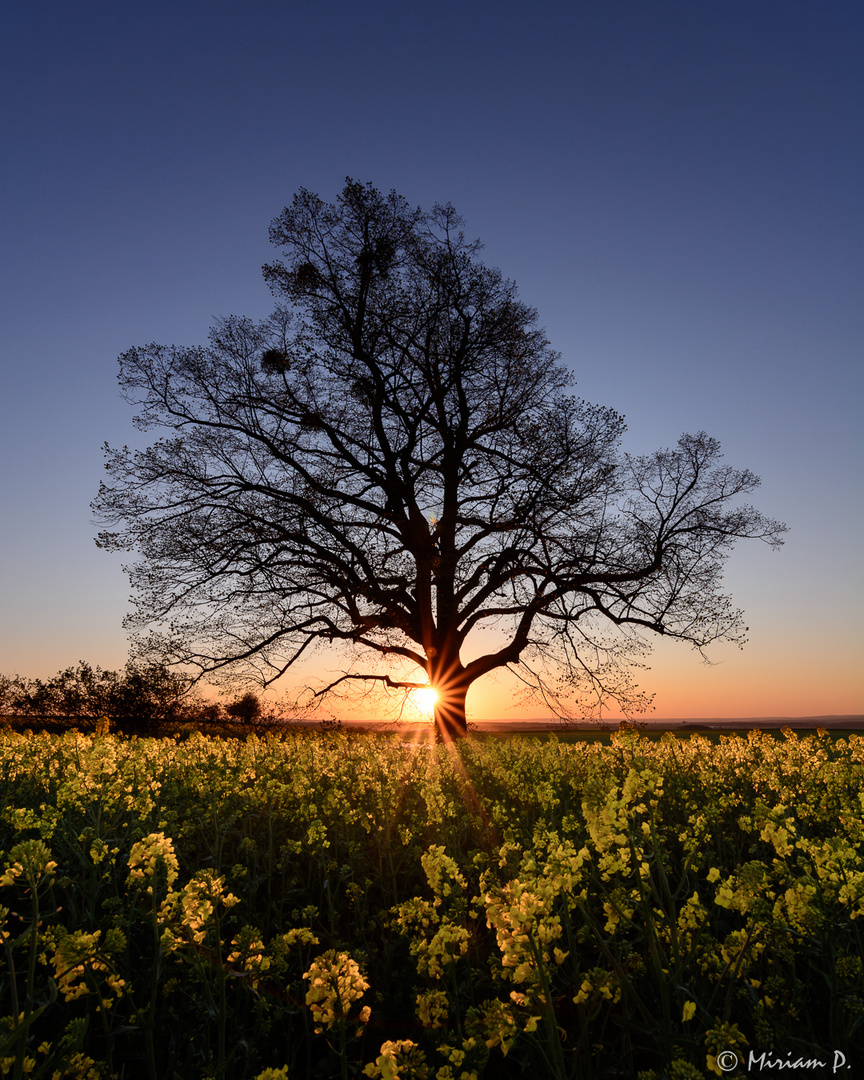 Sonnenuntergang im Rapsfeld