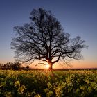 Sonnenuntergang im Rapsfeld