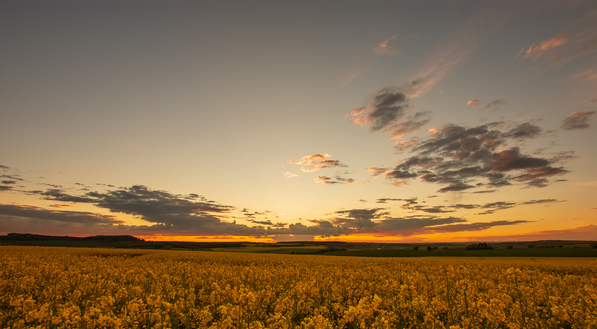 Sonnenuntergang im Rapsfeld 