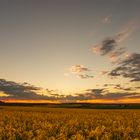 Sonnenuntergang im Rapsfeld 