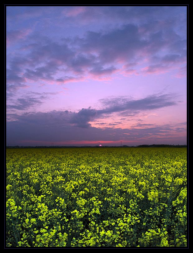 Sonnenuntergang im Rapsmeer