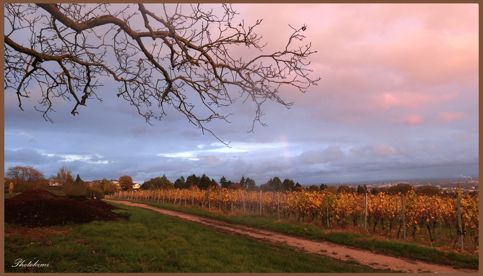 Sonnenuntergang im Rheingau