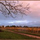 Sonnenuntergang im Rheingau