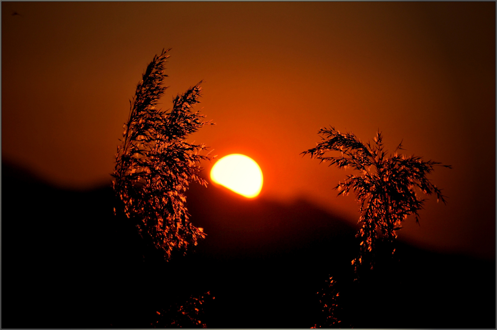 Sonnenuntergang im Ried