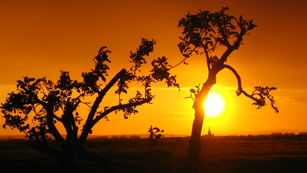 Sonnenuntergang im Ried