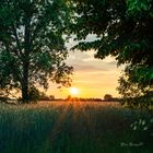 Sonnenuntergang im Roggenfeld