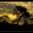 Sonnenuntergang im Ruaha NP/Tanzania