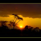 Sonnenuntergang im Ruaha NP/Tanzania #2