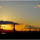 Sonnenuntergang im Saguaro Nationalpark