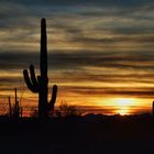 Sonnenuntergang im Saguaro NP West (März 2010)