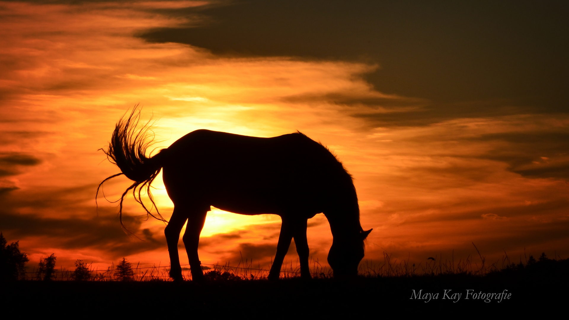 Sonnenuntergang im Sauerland mit Pferd