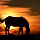 Sonnenuntergang im Sauerland mit Pferd