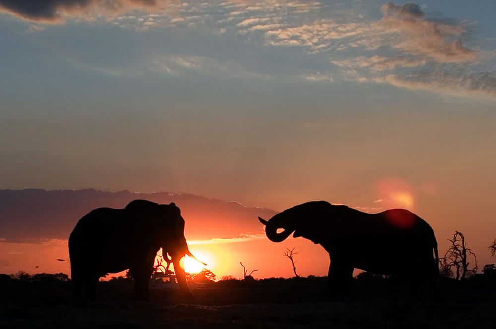 Sonnenuntergang im Savuti