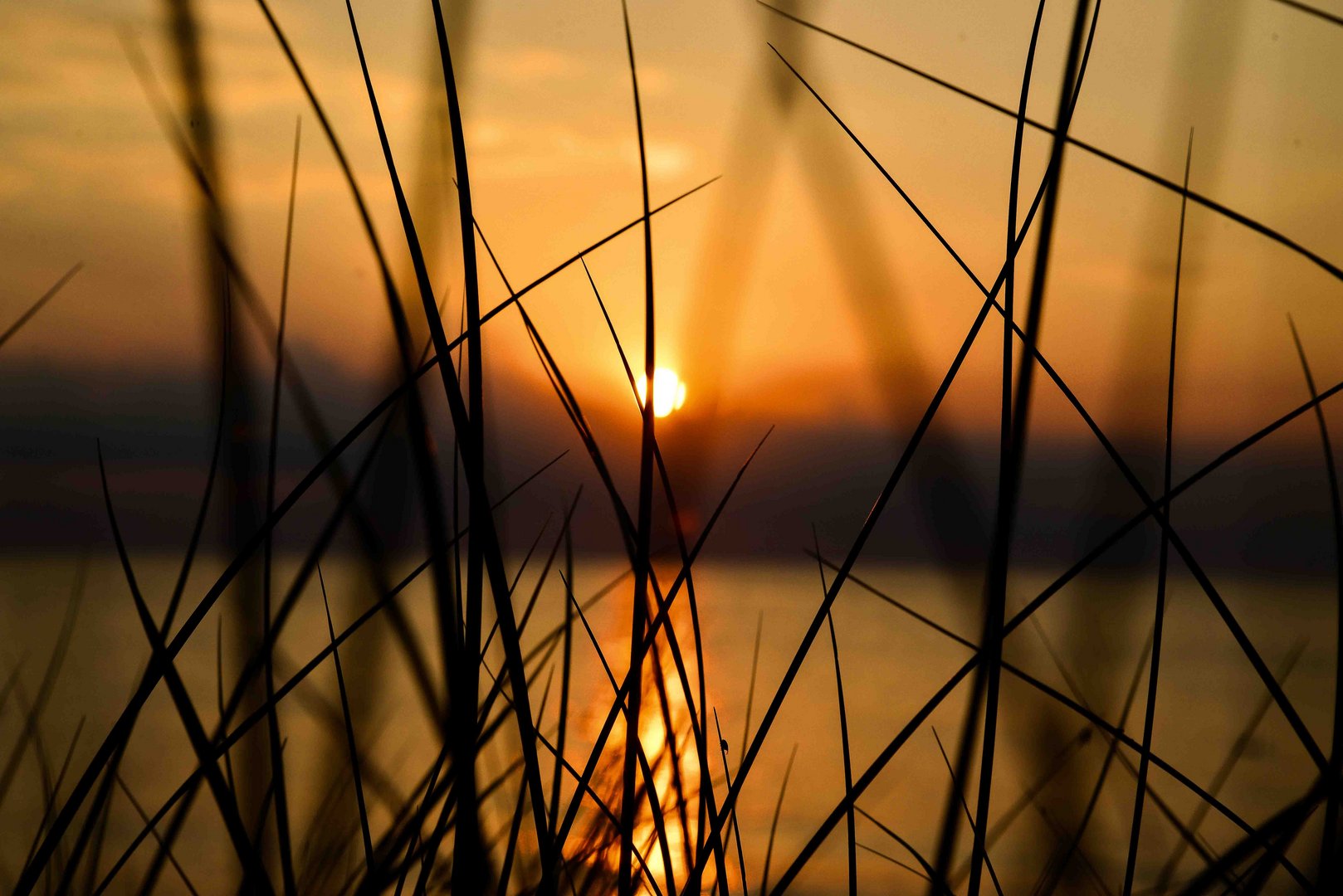 Sonnenuntergang im Schilf