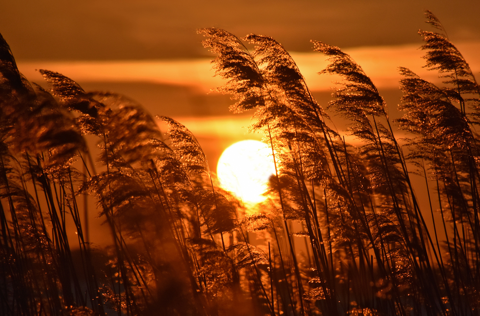 Sonnenuntergang im Schilf...