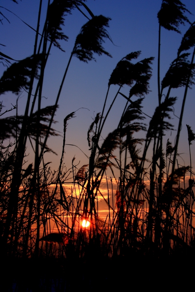 sonnenuntergang im schilf