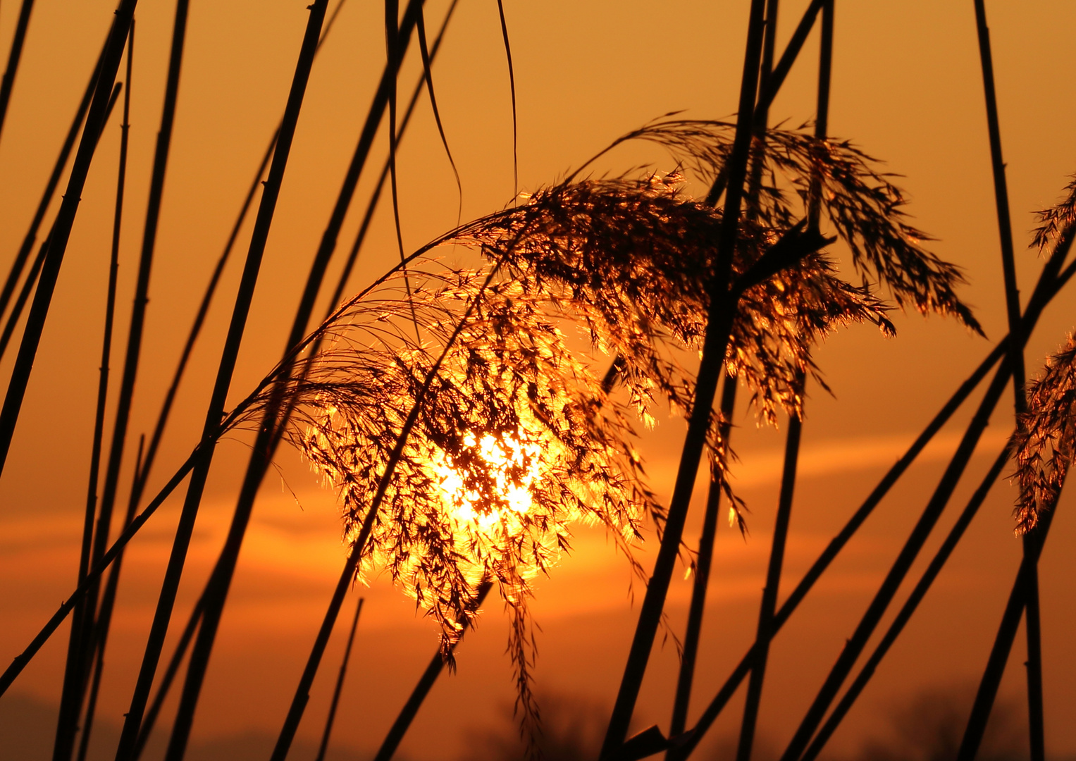 Sonnenuntergang im Schilf