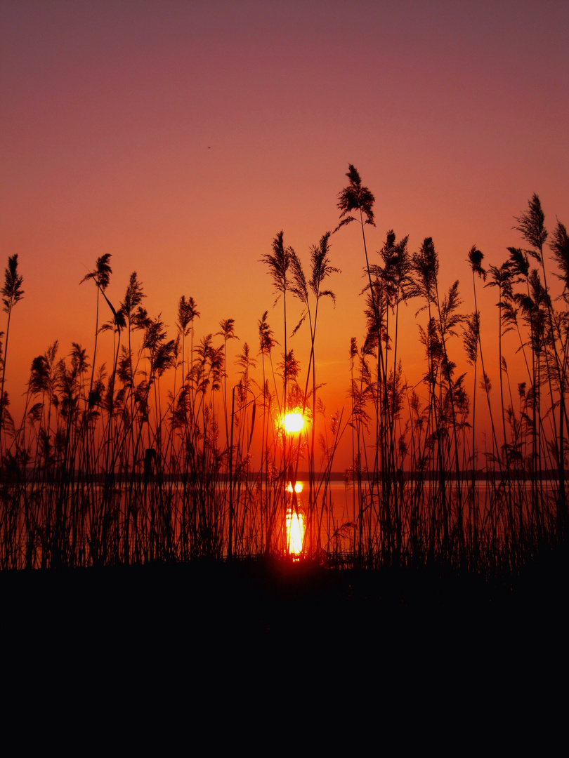 Sonnenuntergang im Schilf