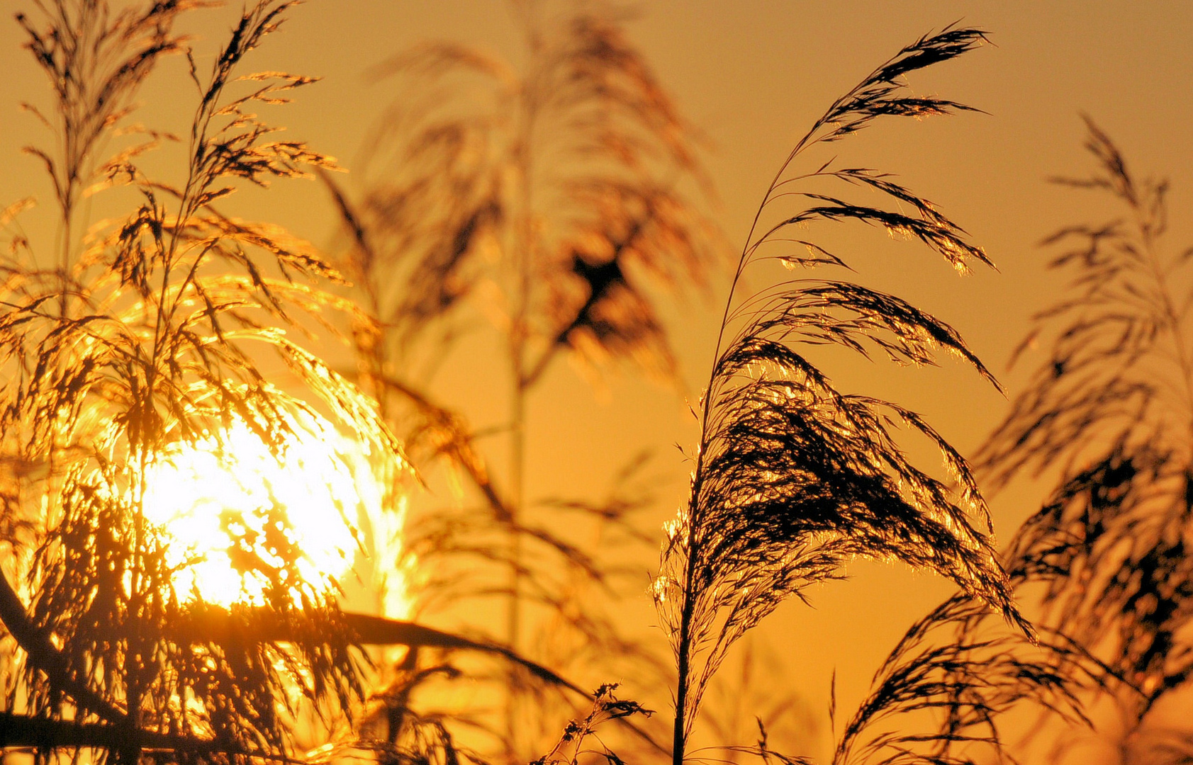 Sonnenuntergang im Schilf