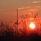 Sonnenuntergang im Schilfgürtel des Neusiedlersees