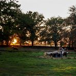 Sonnenuntergang im Schlosspark Altenhausen