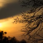 Sonnenuntergang im Schloßpark Nymphenburg