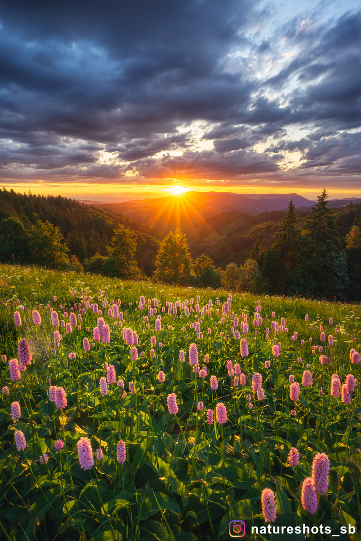 Sonnenuntergang im Schwarwald 