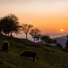 Sonnenuntergang im Schwarzwald