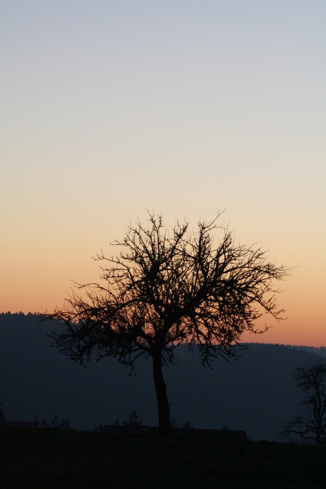 Sonnenuntergang im Schwarzwald / Zavelstein