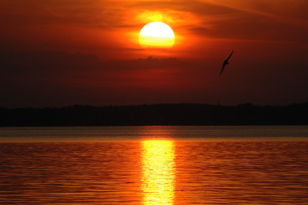 Sonnenuntergang im See mit Möwe