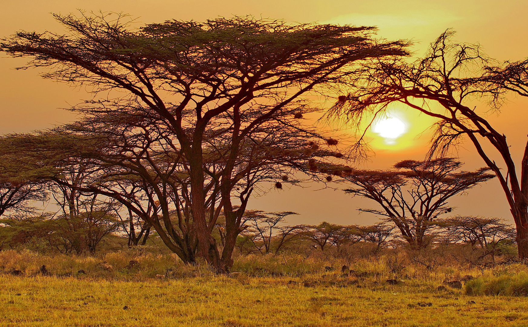 Sonnenuntergang im Shaba Nationalpark