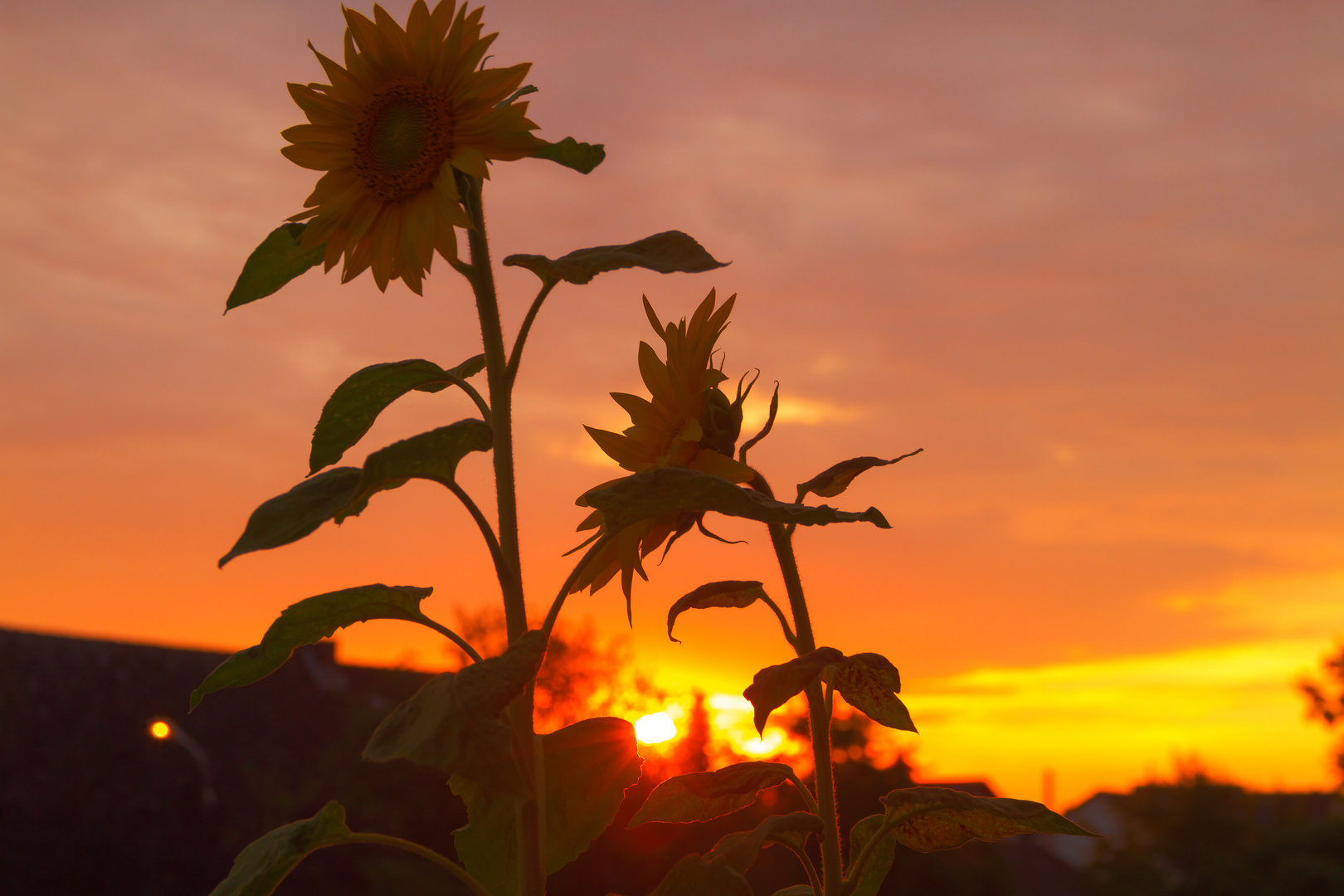 Sonnenuntergang im Sommer