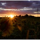 Sonnenuntergang im Sonnenblumenfeld