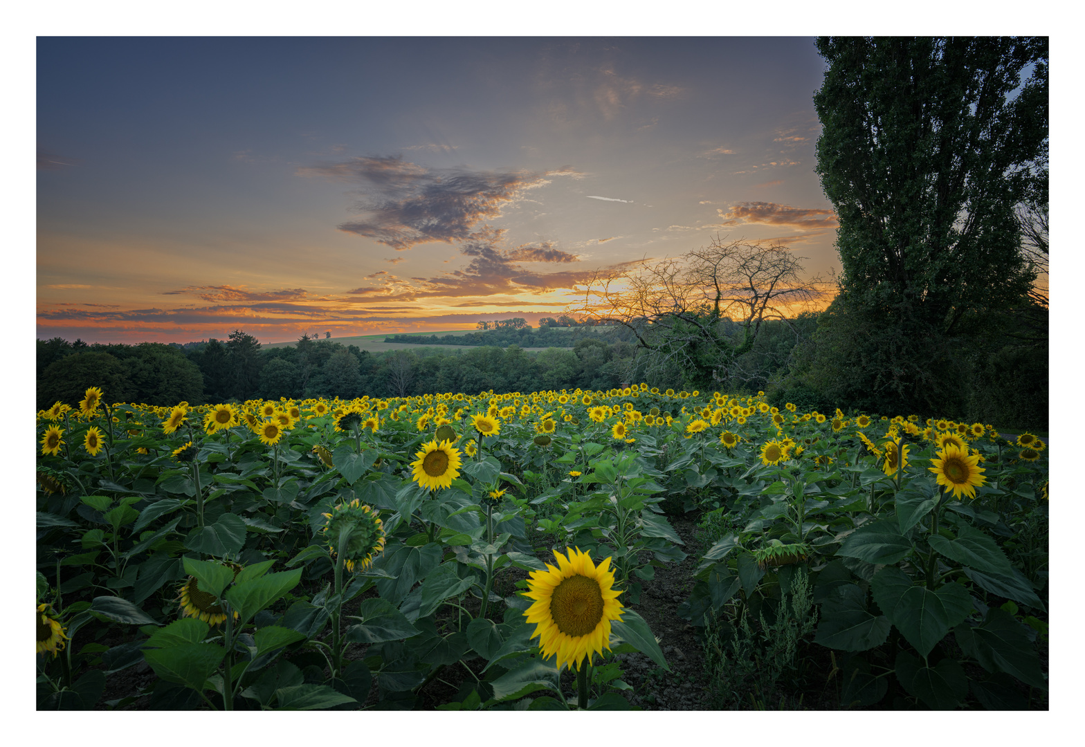 Sonnenuntergang im Sonnenblumenfeld