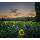 Sonnenuntergang im Sonnenblumenfeld