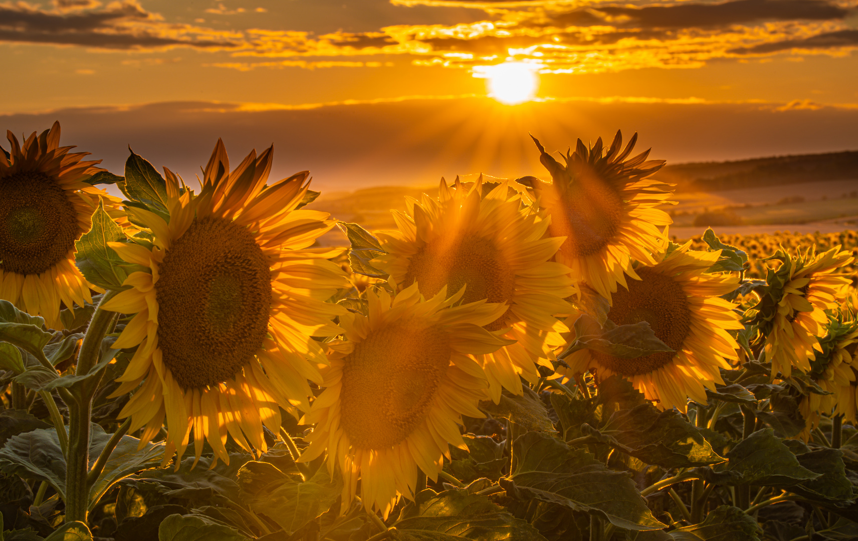 Sonnenuntergang im Sonnenblumenfeld