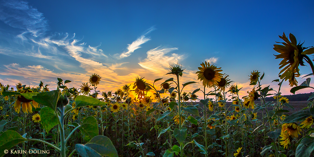 Sonnenuntergang im Sonnenblumenfeld