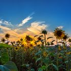 Sonnenuntergang im Sonnenblumenfeld