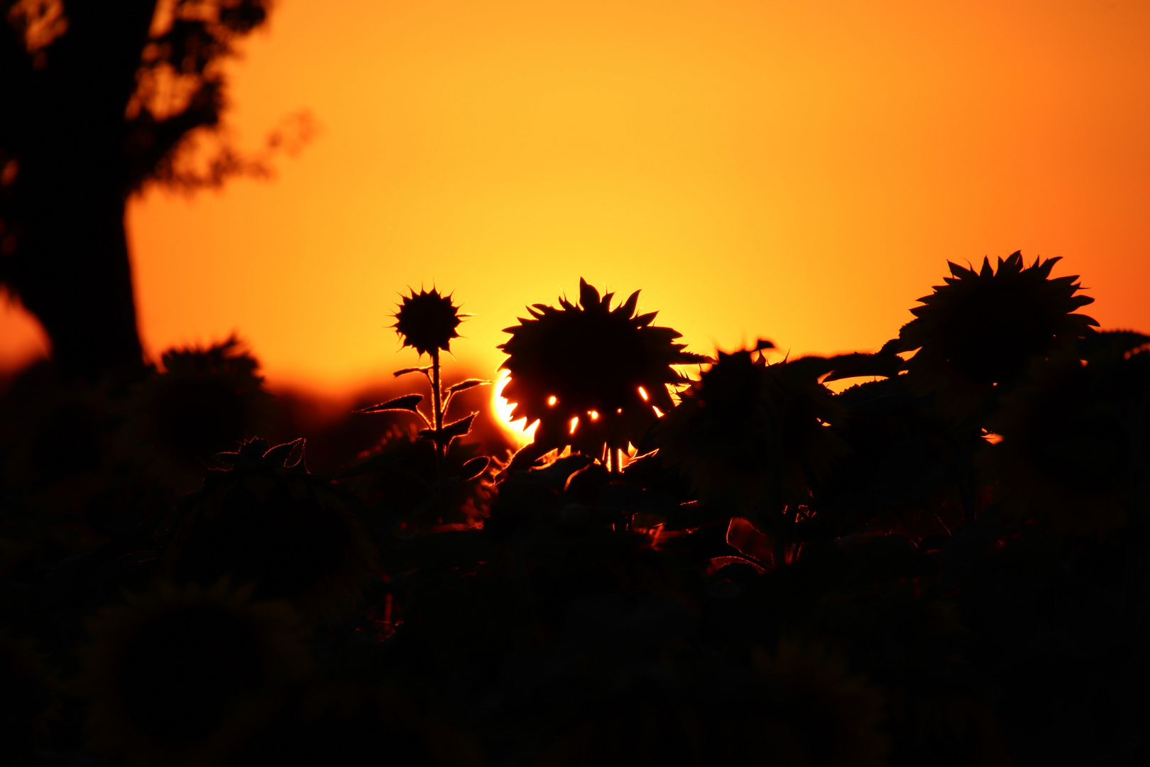 Sonnenuntergang im Sonnenblumenfeld