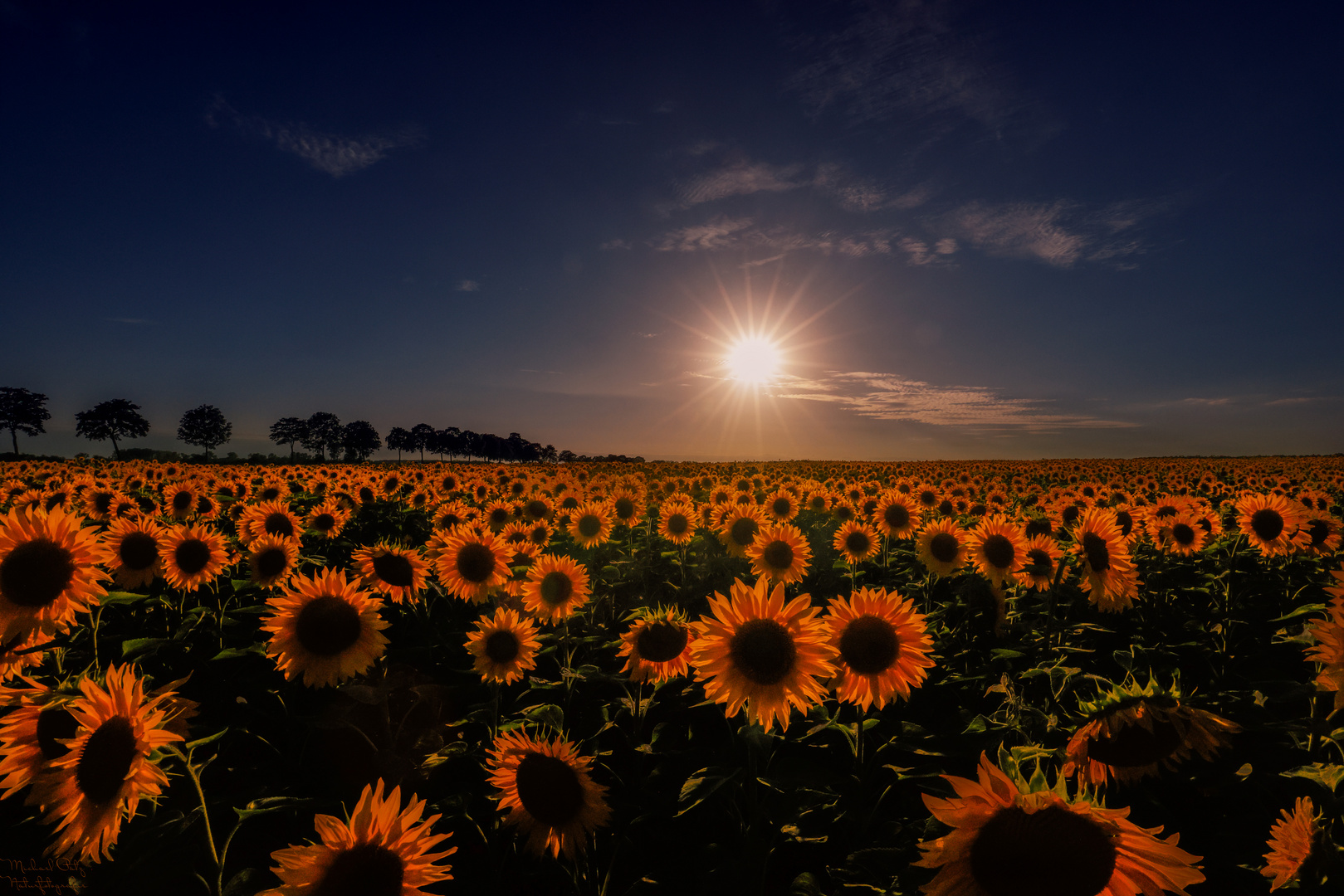 Sonnenuntergang im Sonnenblumenfeld