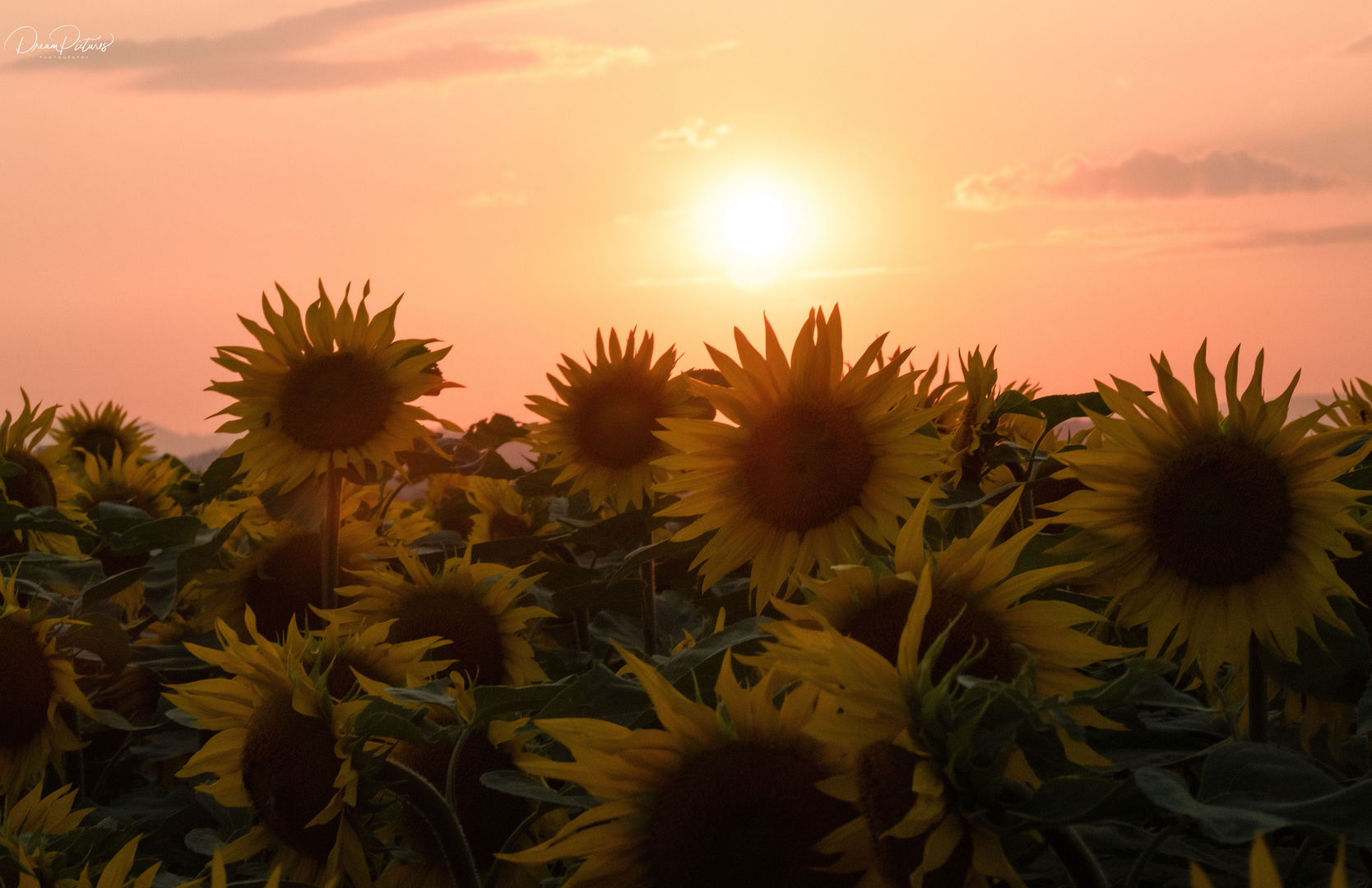 Sonnenuntergang im Sonnenblumenfeld