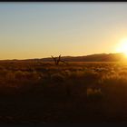 Sonnenuntergang im Sossusvlei